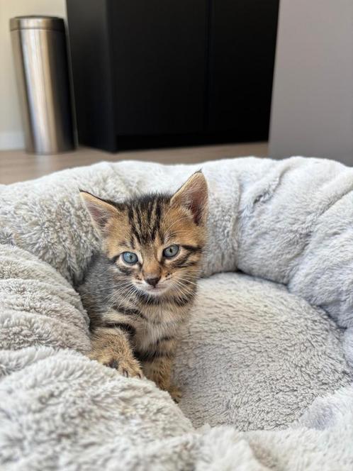 Half bengaalse kittens, Dieren en Toebehoren, Katten en Kittens | Raskatten | Korthaar, Meerdere dieren, 0 tot 2 jaar, Ontwormd