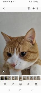 Vermist!!! Onze lieve simba, Dieren en Toebehoren, Kat