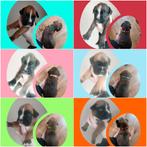 Schitterende Boxer pups geboren! 3 reutjes, 2 teefjes vrij🥰, Dieren en Toebehoren, Parvo, Overige rassen, 8 tot 15 weken, Meerdere