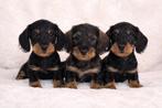 Prachtige ruwharige dwerg teckel pups, Dieren en Toebehoren, Parvo, Nederland, 8 tot 15 weken, Dwerg