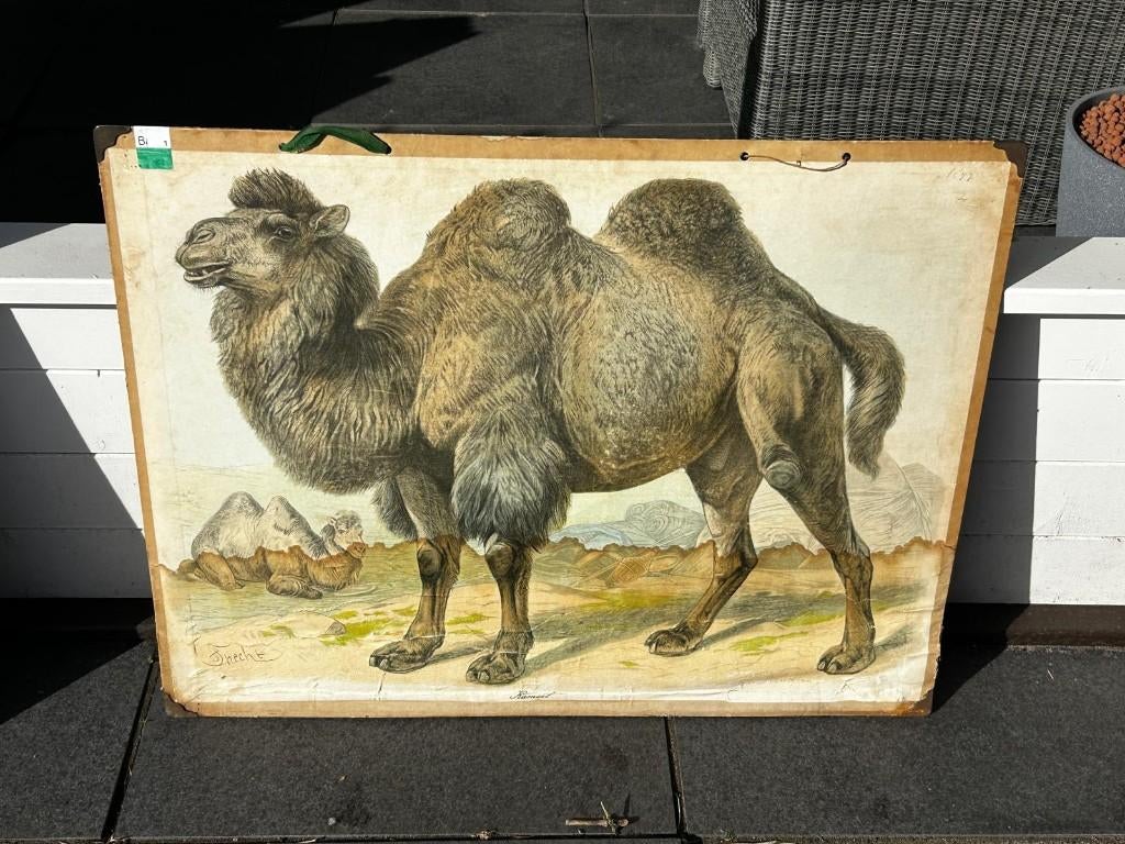 Kameel, Ophalen of Verzenden, Natuur en Biologie