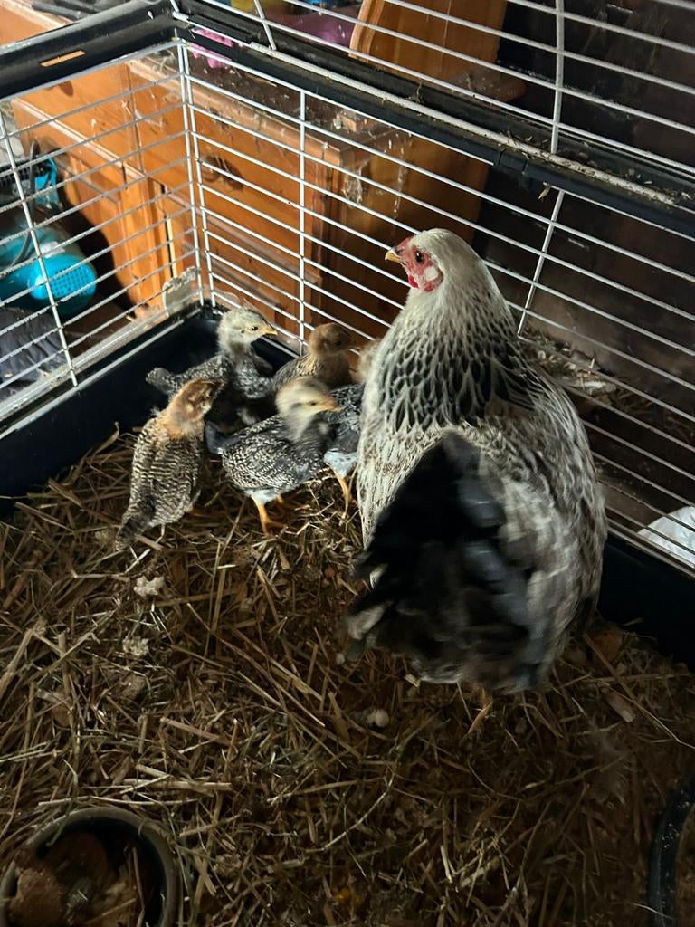 Kloek met 5 kuikentjes., Vrouwelijk, Kip