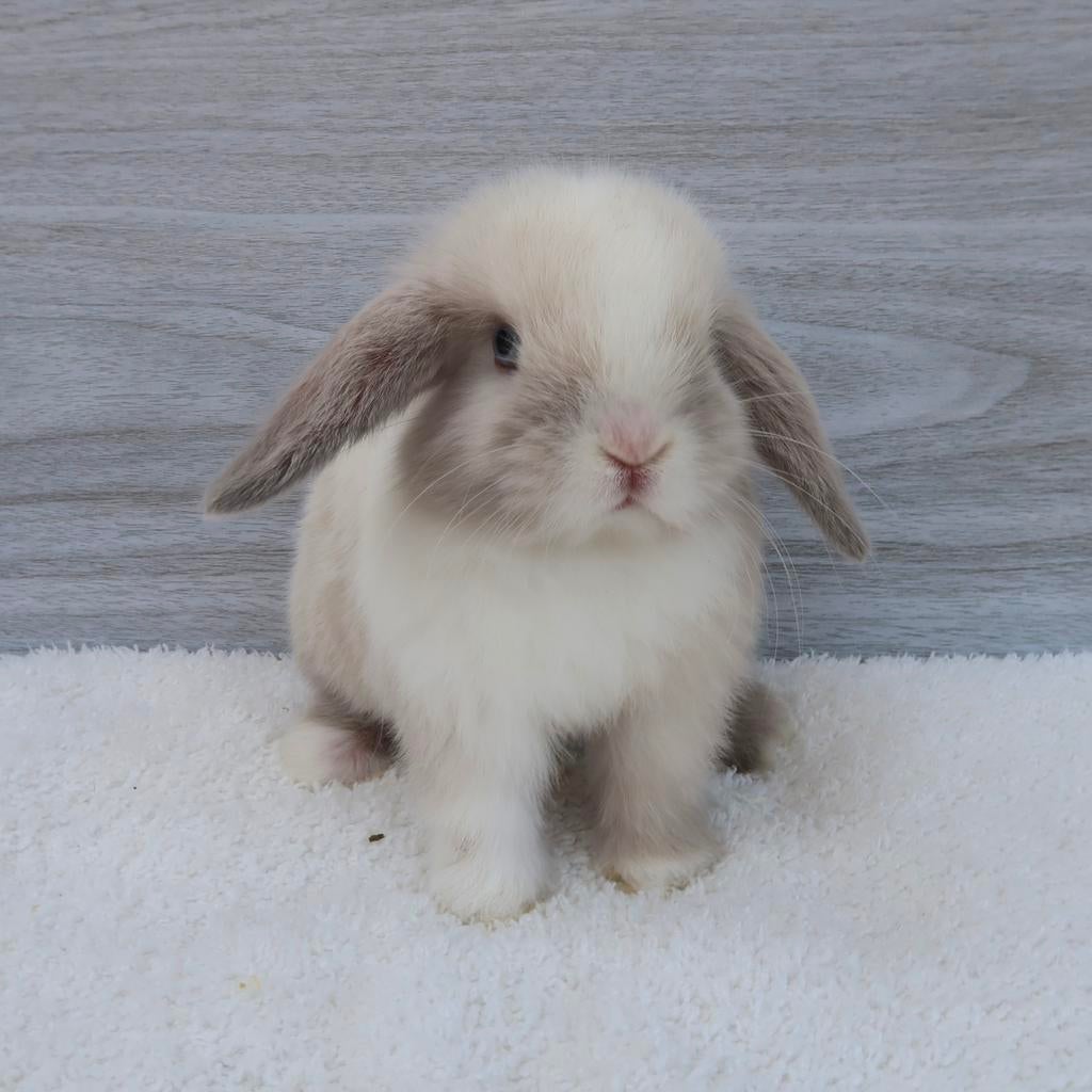 Binnenkort beschikbaar: lieve Minilop baby konijntjes, Meerdere dieren, Dwerg