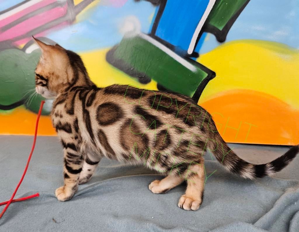 Uitzonderlijk mooi kitten Bengaal GERESERVEERD, Kater, Gechipt, 0 tot 2 jaar