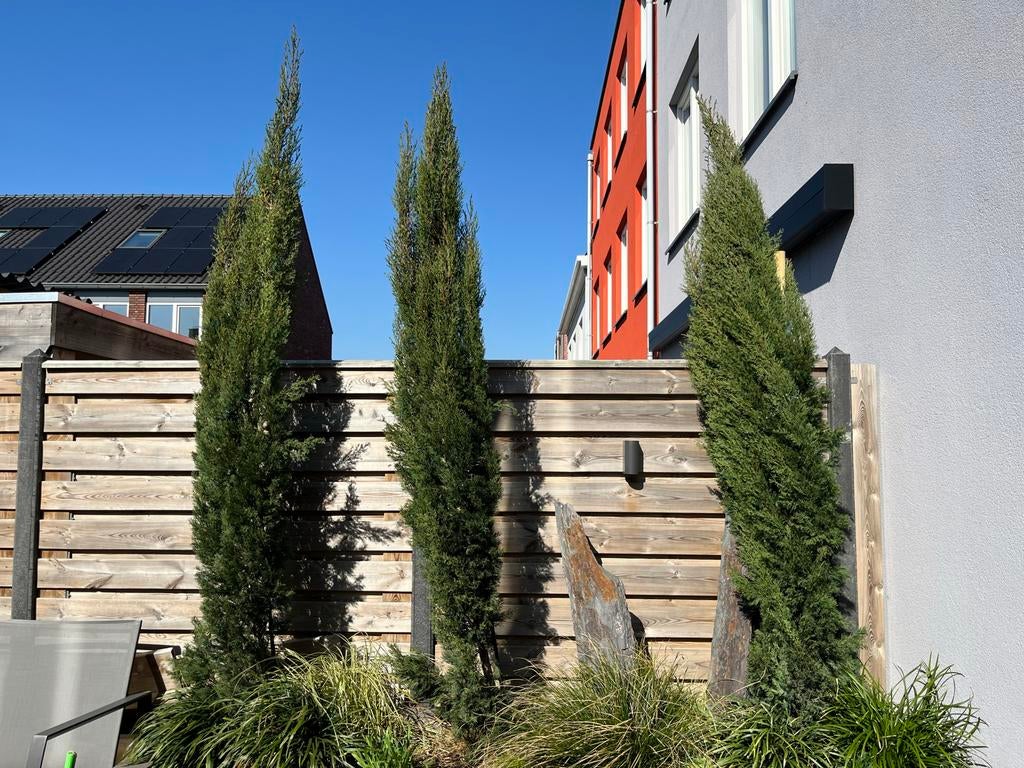 3 Italiaanse Cipressen van bijna 3 meter hoog, Volle zon, Vaste plant, Bloeit niet, Ophalen