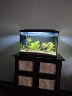 Compleet aquarium eventueel incl. meubel en vele toebehoren, Dieren en Toebehoren, Ophalen, Zo goed als nieuw, Gevuld zoetwateraquarium
