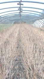 tunnelkas, Staal, Gebruikt, Overige materialen, Kweekkas