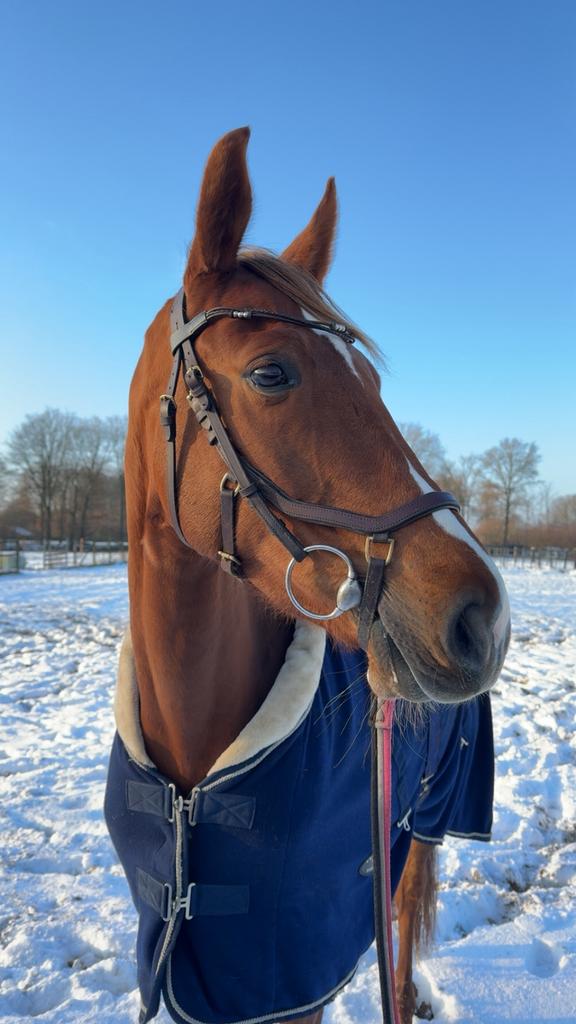 Leuke knappe merrie!, Dieren en Toebehoren, Paarden, Merrie, B, 3 tot 6 jaar, 160 tot 165 cm
