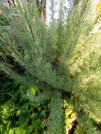 Cola heesters / vaste plant, Tuin en Terras, Ophalen, Overige soorten, Volle zon