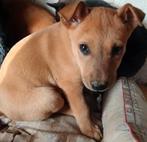 ACE: Max, wie geeft hem een leven vol liefde en veiligheid?, Dieren en Toebehoren, Honden | Niet-rashonden, Particulier, Reu, 8 tot 15 weken