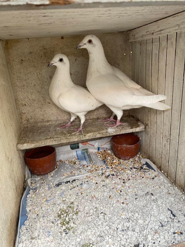 Bruidsduiven te huur, Dieren en Toebehoren, Vogels | Duiven, Postduif, Mannelijk