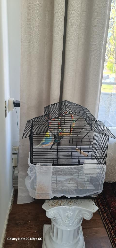 Parkieten, Meerdere dieren, Parkiet