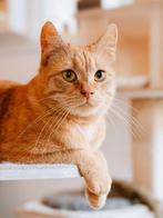 Katten oppas, Ophalen of Verzenden