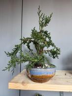 Bonsai Juniperus chinensis, Tuin en Terras, In pot, Bloeit niet, Halfschaduw, Minder dan 100 cm