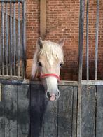 Charmante haflinger jaarling merrie, Merrie, Minder dan 160 cm, Met stamboom, Niet van toepassing
