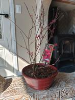 Bonsai starter Acer Japanse Esdoorn Beni Maiko, Bloeit niet, Halfschaduw, Minder dan 100 cm, Overige soorten