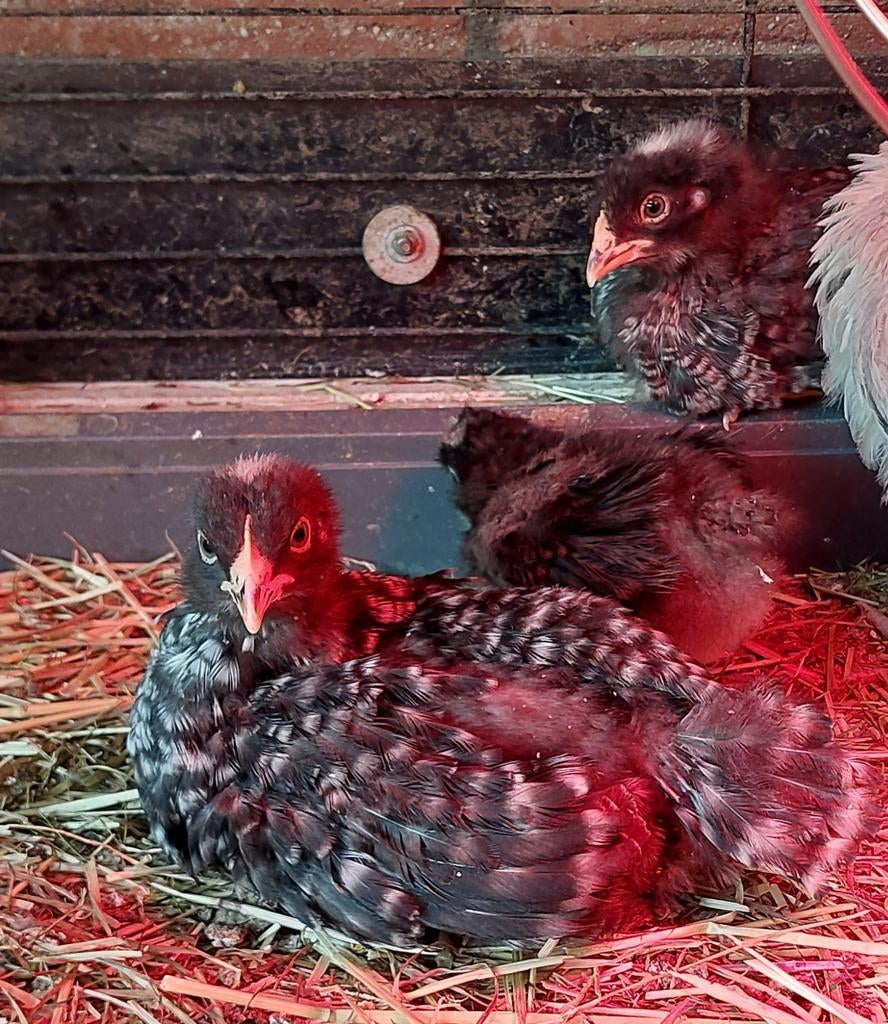 2 Hennetjes te koop, Dieren en Toebehoren, Vrouwelijk, Kip