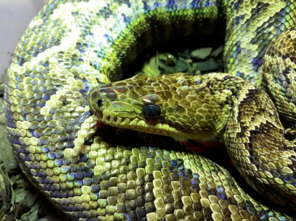 Epicrates angulifer 0.1 te koop, Dieren en Toebehoren, Reptielen en Amfibieën, Slang, Tam, 11 jaar of ouder