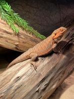 Baardagaam + mooi terrarium, Dieren en Toebehoren, Reptielen en Amfibieën, Hagedis, Met terrarium, 3 tot 6 jaar