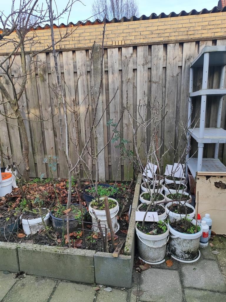 Vijgenboom Ficus Carica 'Brown Turkey' - Eigen oogst!, Tuin en Terras, Ophalen, Minder dan 100 cm, Vijgenboom