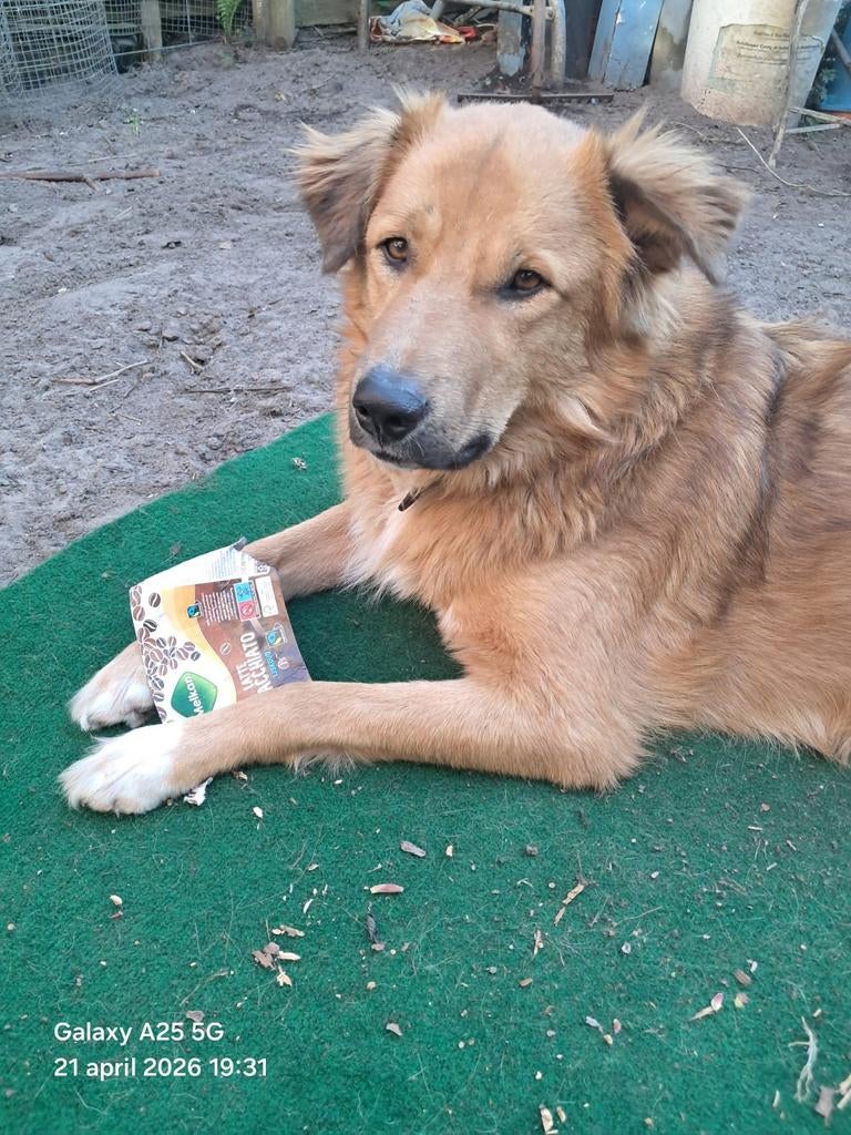 Ter adoptie Jerry. (Graag goed lezen), Dieren en Toebehoren, Honden | Niet-rashonden, Particulier, Reu, 1 tot 2 jaar, Buitenland