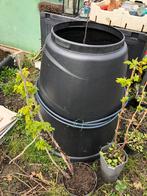 Mooie rode bessen struiken te koop (2 stuks), Overige soorten, Lente, Minder dan 100 cm, Ophalen