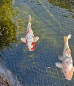 Koi's 60+, Karper of Koi