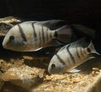 Cryptoheros cutteri ( Jongen ), Vis, Zoetwatervis