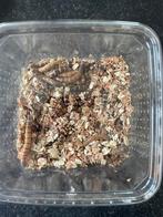 Morio wormen/ superwormen gratis afhalen, Overige soorten