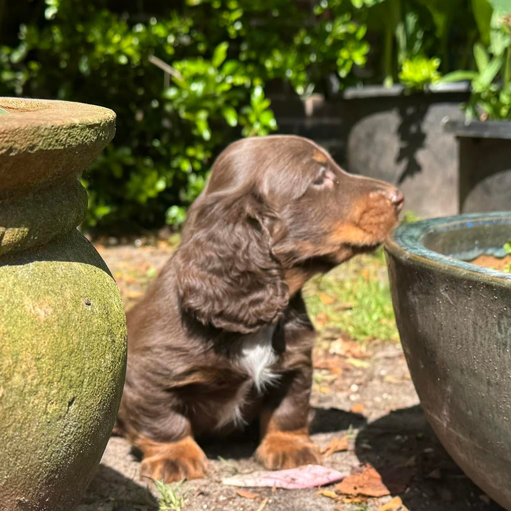 langhaar  teckel pup choco tan reu 1750€, Nederland, Parvo, 8 tot 15 weken, Dwerg