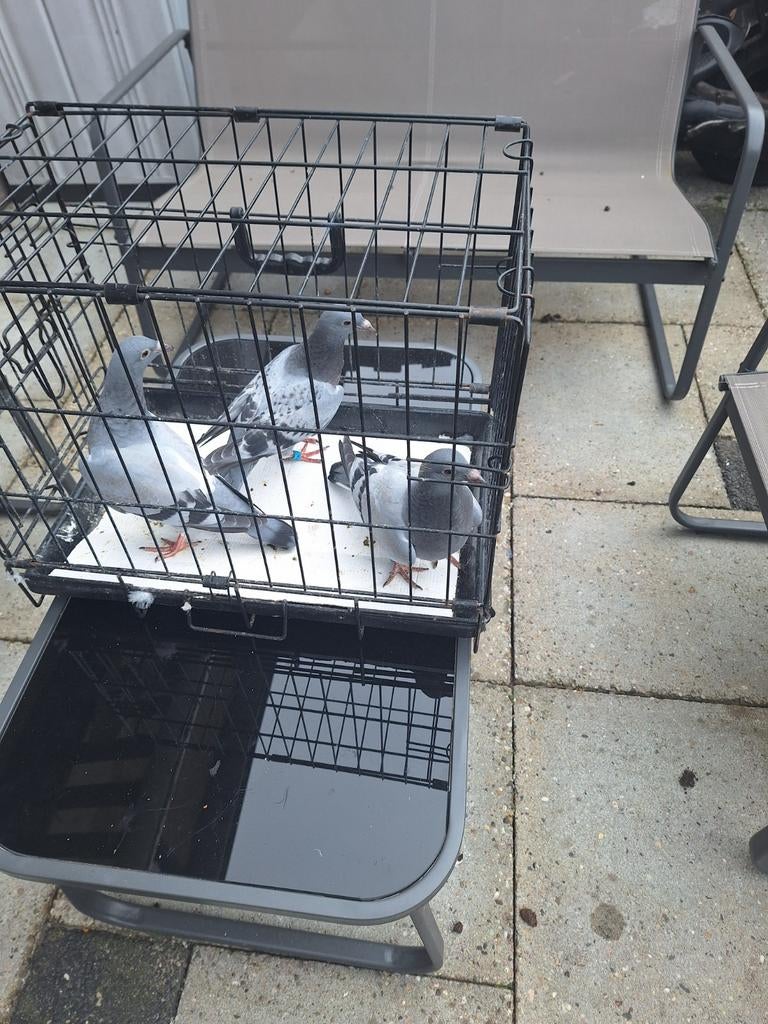 Postduif piepers, Dieren en Toebehoren, Meerdere dieren, Postduif