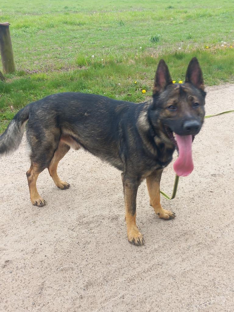 DUITSE HERDER KNPV FCI STAMBOOM DEKREU, Reu, 1 tot 2 jaar, Parvo, Eén hond