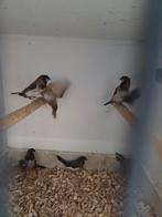 Japanse meeuwen, Dieren en Toebehoren, Vogels | Overige Vogels, Meerdere dieren