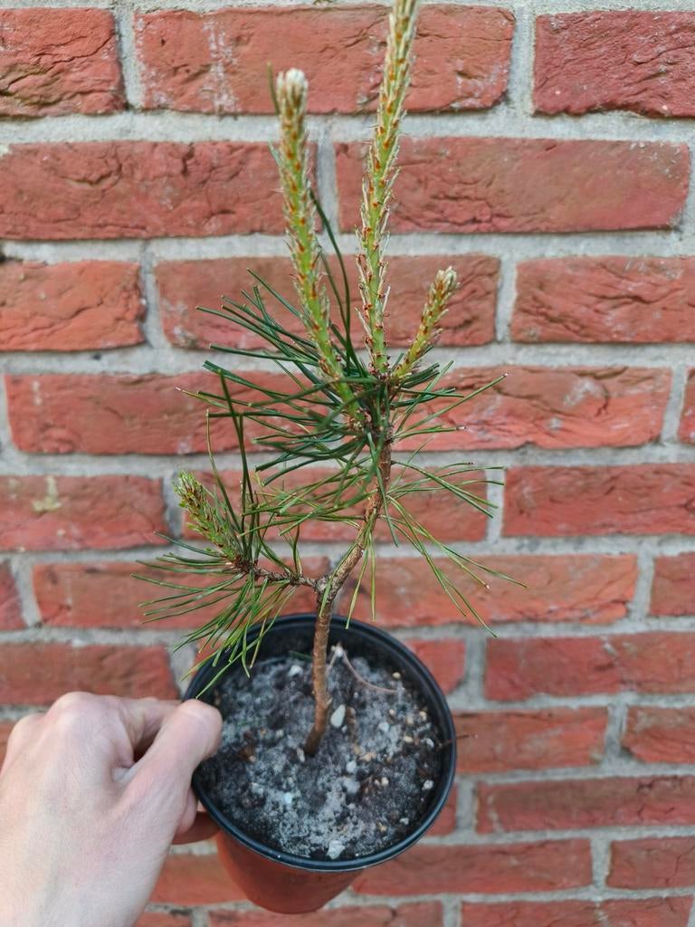 Zwarte Den Pre Bonsai Black Pine, Bloeit niet, Halfschaduw, Minder dan 100 cm, Overige soorten