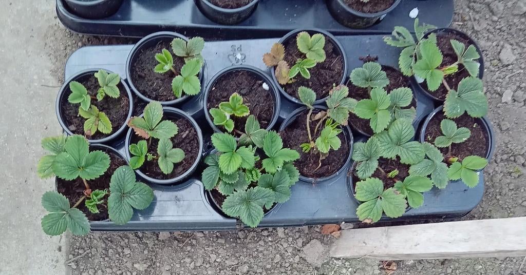 Biologische Aardbeienpanten - 12 stuks voor 5 euro, Tuin en Terras, Planten | Fruitbomen, Ophalen