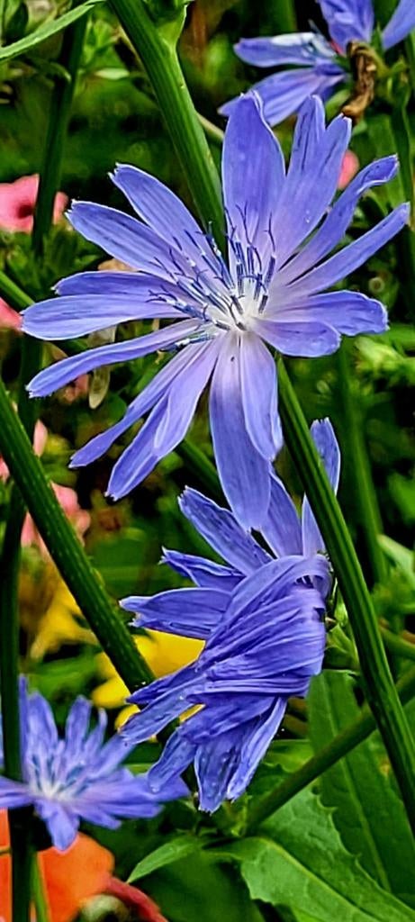 Meerdere soorten planten, Ophalen, Overige soorten, Volle zon