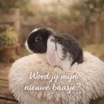 Prachtige dwerghangoortjes, 7 wkn, zoeken nieuw baasje, Dieren en Toebehoren, Konijnen, Meerdere dieren, Dwerg, Hangoor, 0 tot 2 jaar