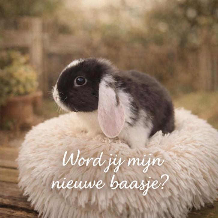 Prachtige dwerghangoortjes, 7 wkn, zoeken nieuw baasje, Dieren en Toebehoren, Konijnen, Dwerg, Meerdere dieren, 0 tot 2 jaar, Hangoor