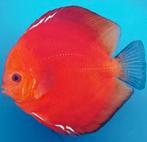 Prachtige Super Red Diamond Discus – ca. 10/12 cm- Koidreams, Vis, Zoetwatervis