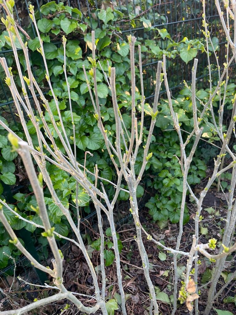 Hibiscus planten, ongeveer 1.5 meter hoog, Volle zon, Vaste plant, Zomer, Ophalen