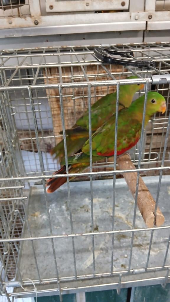 Roodvleugel parkiet, Dieren en Toebehoren, Vogels | Parkieten en Papegaaien, Mannelijk, Parkiet