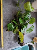 Aquariumplant op kienhout., Ophalen, Tak, Plant, Rots of Steen