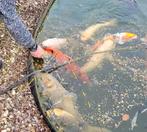 Complete vijver met koi karper, filter, pompen en meer., Karper of Koi