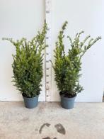 Taxus baccata, Tuin en Terras, Planten | Struiken en Hagen, Ophalen of Verzenden, Taxus, Minder dan 100 cm