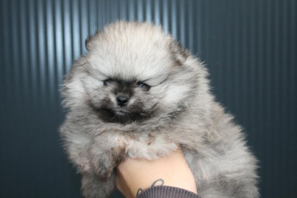 Pomeranian puppies, Dieren en Toebehoren, Parvo, Keeshond, 8 tot 15 weken, Meerdere