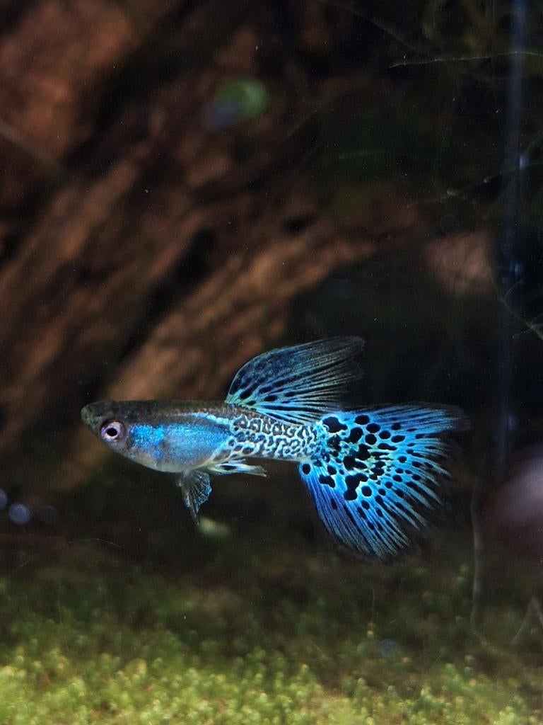 Metal Blue Grass Gup, Dieren en Toebehoren, Vissen | Aquariumvissen, Vis