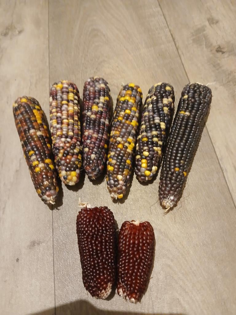 Siermais koven, diverse kleuren en aardbeienmais, Ophalen of Verzenden, Overige soorten, Volle zon