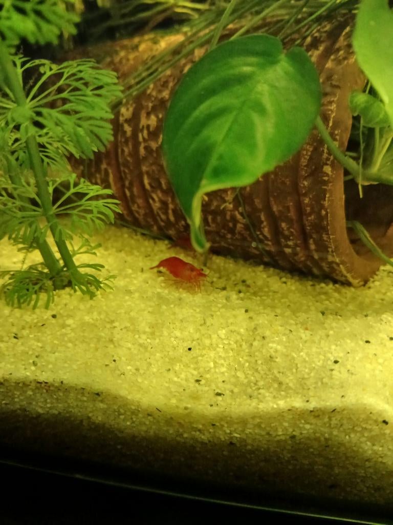 Bloody Mary garnalen, Kreeft, Krab of Garnaal