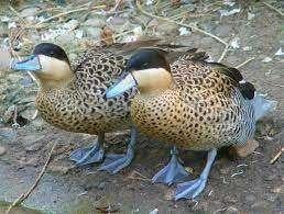 Versicolortaling | Mooie broedkoppels | Passend advies, Meerdere dieren, Eend