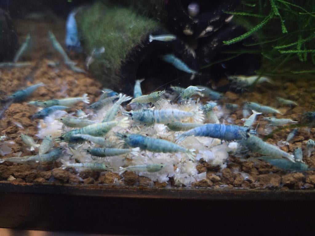 Garnalen mix, u mag zelf samenstellen, Kreeft, Krab of Garnaal